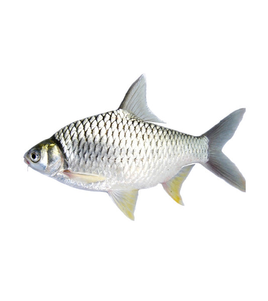 Shorputi Fish (Frozen)
