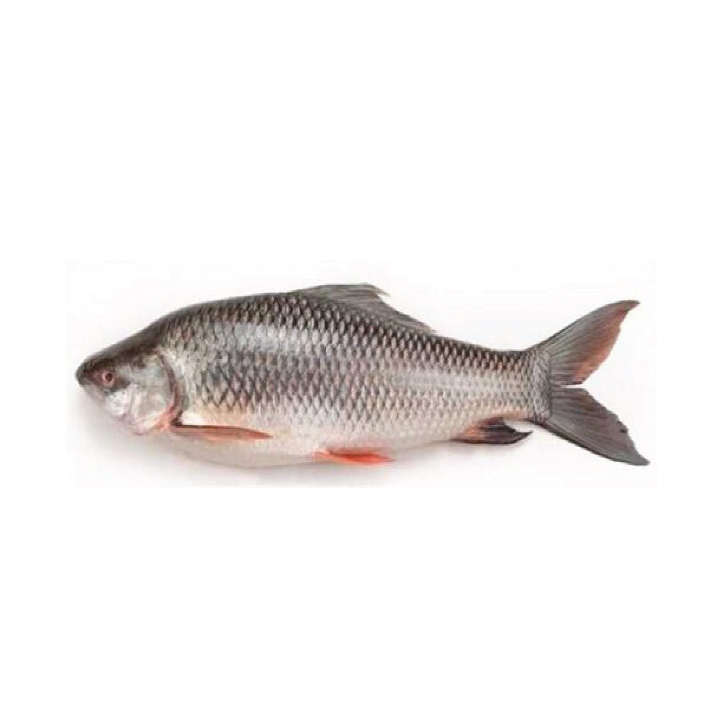 Rohu Fish (Frozen)